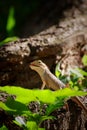 Oriental garden lizard Calotes versicolor Royalty Free Stock Photo