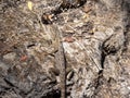 Oriental garden lizard, Calotes versicolor, in the rocky wadi Hinna desert. Oman Royalty Free Stock Photo