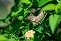 Oriental garden lizard Calotes versicolor  Subadult Royalty Free Stock Photo