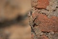 Oriental garden lizard, Calotes versicolor Royalty Free Stock Photo