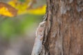 Oriental Garden Lizard Calotes versicolor on the tree Royalty Free Stock Photo