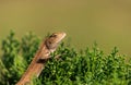 Oriental garden lizard (Chameleon) Royalty Free Stock Photo