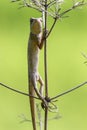 Oriental garden lizard (Chameleon) 1