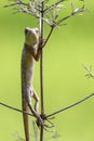 Oriental garden lizard (Chameleon) 4 Royalty Free Stock Photo