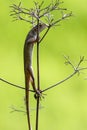 Oriental garden lizard (Chameleon) 7