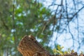 Changeable Lizard camouflage itself for survive Royalty Free Stock Photo