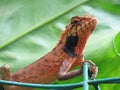 Oriental Garden Lizard in Red and Black Breeding Colors Royalty Free Stock Photo