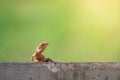 Oriental garden lizard or Changeable lizard (Calotes versicolor) lazy lying on grunge cement wall.