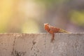 Oriental garden lizard or Changeable lizard (Calotes versicolor) lazy lying on grunge cement wal.