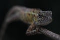 oriental garden lizard or changeable lizard (calotes versicolor) in a tropical rainforest Royalty Free Stock Photo