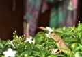 The oriental garden lizard, eastern garden lizard, bloodsucker or changeable lizard is an agamid lizard found widely distribute Royalty Free Stock Photo