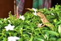 The oriental garden lizard, eastern garden lizard, bloodsucker or changeable lizard is an agamid lizard found widely distribute Royalty Free Stock Photo