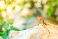 Oriental Garden Lizard Royalty Free Stock Photo