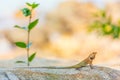 Oriental Garden Lizard Royalty Free Stock Photo