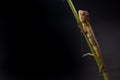 Garden lizard on the branch of a plant against a dark background. copy space Oriental Plant Lizard Royalty Free Stock Photo