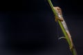 An Oriental Garden lizard on the branch of a plant against a dark background. copy space Oriental Plant Lizard Royalty Free Stock Photo