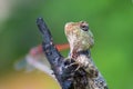 Oriental Garden lizard on the branch of a plant against a dark background. copy space Oriental Plant Lizard Royalty Free Stock Photo