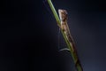 Oriental Garden lizard on the branch of a plant against a dark background. copy space Oriental Plant Lizard Royalty Free Stock Photo