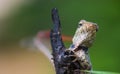 An Oriental Garden lizard on the branch of a plant against a dark background. copy space Oriental Plant Lizard Royalty Free Stock Photo