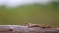 Oriental Garden Lizard or eastern garden lizard, Calotes versicolor Royalty Free Stock Photo