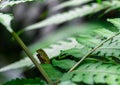 Oriental garden lizard, Eastern garden lizard, Changeable lizard Calotes mystaceus in the forest. Reptiles animal. Green Royalty Free Stock Photo