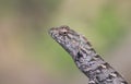 Oriental garden lizard or Indian Garden Lizard calotes versicolor Royalty Free Stock Photo