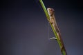 The oriental garden lizard, eastern garden lizard, bloodsucker or changeable lizard resting on the plant branch Royalty Free Stock Photo