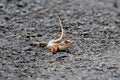 Oriental garden lizard, eastern garden lizard, Indian garden lizard Calotes versicolor, an agamid lizard observed near Satara Royalty Free Stock Photo