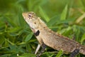 Oriental garden lizard - female Royalty Free Stock Photo