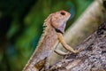 Oriental garden lizard Royalty Free Stock Photo