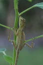 The Oriental Garden Lizard hangs on the tree. Royalty Free Stock Photo
