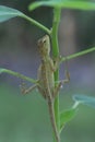 The Oriental Garden Lizard hangs on the tree. Royalty Free Stock Photo
