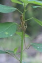 The Oriental Garden Lizard hangs on the tree. Royalty Free Stock Photo
