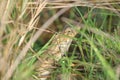 An oriental Garden Lizard hiding among some tall grasses in the wild
