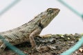 Oriental garden lizard Indian chameleon Royalty Free Stock Photo