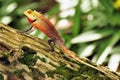 Oriental garden lizard