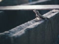 Oriental garden lizard perched on brick Royalty Free Stock Photo