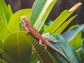 Oriental garden lizard perched on leaves green nature foreground and background Royalty Free Stock Photo