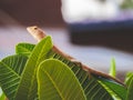 Oriental garden lizard perched on leaves green nature foreground and background Royalty Free Stock Photo