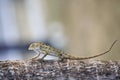 Oriental Garden Lizard Royalty Free Stock Photo