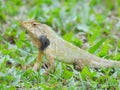 Oriental Garden Lizard sitting on the green grass. Royalty Free Stock Photo