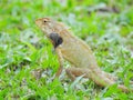 Oriental Garden Lizard sitting on the green grass. Royalty Free Stock Photo