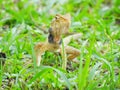 Oriental Garden Lizard sitting on the green grass. Royalty Free Stock Photo