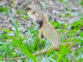 Oriental Garden Lizard sitting on the green grass. Royalty Free Stock Photo