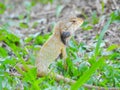 Oriental Garden Lizard sitting on the green grass. Royalty Free Stock Photo