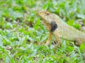 Oriental Garden Lizard sitting on the green grass. Royalty Free Stock Photo