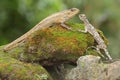 An oriental garden lizard is sunbathing with Draco volans on a moss-covered rock. Royalty Free Stock Photo