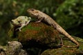 An oriental garden lizard is sunbathing with a dumpy frog on a moss-covered rock.