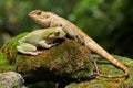 An oriental garden lizard is sunbathing with a dumpy frog on a moss-covered rock.