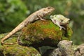 An oriental garden lizard is sunbathing with a dumpy frog on a moss-covered rock.